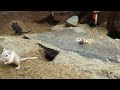 Cat Games | Cat TV | Video For Cats | adorable mouse digging burrows, squabble playing and squeaking