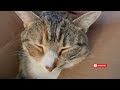 Cute Cat Purring in a Cardboard Box | Instant Relief from Stress and Anxiety | Her Face at the End!