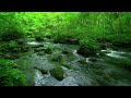 Water sounds for sleeping | Magical Forest Sounds, Birds Chirping, Peaceful Stream Sounds