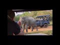 Jungle Fever: Sri Lanka's Yalla National Park Adventure!