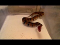 Goldy's First Meal @ Home