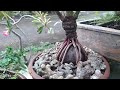 Perawatan Bonsai Kelapa Usia Setahun Lebih || Kelapa Gading Oren