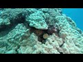 Moray attacks Octopus in 4k