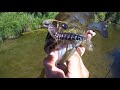 Hellgrammite Hammer Time On Some River Smallmouth