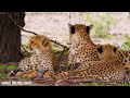 African Savanna 8K ULTRA HD | Wild Animals of African Safari | Relaxing Music