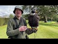 Falconry: training American Bald Eagles. Part two the secret .