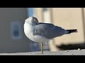 Seagull Close-up with Music 🐤🎶