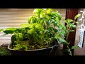 Hydroponic gardening & more with Brent 5k giveaway pt2