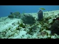 Coral Reefs Scenes: Cozumel Diving