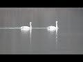 Tundra Swans - Allegheny River