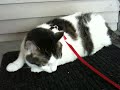 Patches on a leash