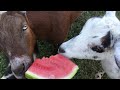 My goats eating watermelon