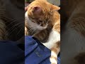 Fun cat give massage