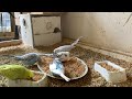 22 Minute Budgies Sounds, Budgies Feeding Time Relax ASMR HD 1080P 60FPS