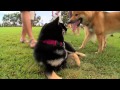 All About Dog Breed: Shiba Inu
