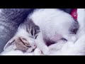 Calming Cat Music for Relieve Anxiety (with cat purring sounds)