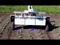 This robot uses AI to zap weeds without harming crops | REUTERS