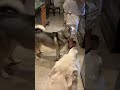 Huskies get a treat for dinner