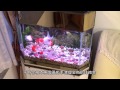 養一缸水清如鏡的金魚 Build a Goldfish Aquarium  with Crystal-like Water