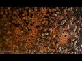 The Healing Sound of Bees, the Hive. ASMR proven health benefits when you relaxe, watch, and listen.