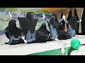 Tari Saman Islami Santriwati Dayah Mini Aceh (Ya thoybah)