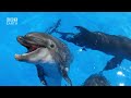 Top 10 Most Unique Underwater Creatures | HRT Earth