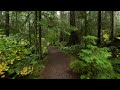 Rainy Relaxing Virtual Walk through the Lower Seymour Conservation Reserve, North Vancouver Canada