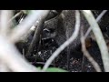 Crab-eating raccoon in the La Boquilla mangrove near Cartagena, Colombia