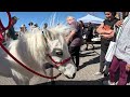 Lt. Rowdy Mini Horse Attending Simi Valley Street Fair 2022  (1 of 9)