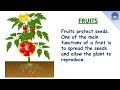 Parts of a plant | Part of plants and their functions | Different parts of plants for kids