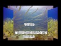 Scuba Diving with Wet Set Diving Adventures, Puerto Morelos