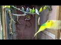 Budgies Spending Time in the Aviary | Animal Sounds | Pets | 37 MINUTE SOUNDTRACK