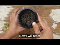 Simple tips to Grow Hydrangea Plant | Propagate Hydrangea plant