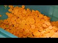 106 Satisfying Videos ►Modern Technological Food Processors Operate At Crazy Speeds Level 173