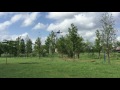 iNav Omnibus F4 v2 NAZA gps altitude position hold test with reptile 250 frame.