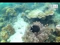 Snorkeling in Pass Island, Coron