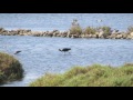 Birds - Almeria region, Andalucia, Spain, June 2017