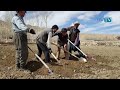 قسمت ششم فصل کچالو وربامیان  Village Life afghanistan Bamyan