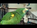 Parrot talks and gets sassy with grandma