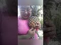 MY VERY FIRST PINEAPPLE 🍍 PLANT AND FIRST EXPERIENCE HARVESTING TOO!!!! SARAP NG FEELING!