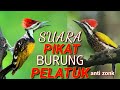 Suara Burung Pelatuk Gacor