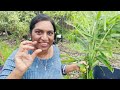 சூறாவளி புயல் in our Garden | Steffi Vlog in Tamil