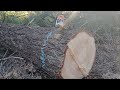 Stihl 500i cutting Doug Fir with 36