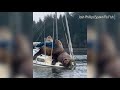 Huge Sea Lions Almost More Than This Boat Can Handle In Waters Near Olympia