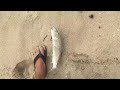 Oio fishing Oahu caught dunking