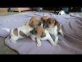 5 jack russell terriers puppies playing at 3 1/2 weeks old