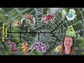 Poké-arachnids and Their Closest Relatives 🕷️ Pokémon Taxonomy