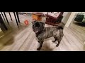 #lovedogs - Peppa The Pug Loves Fetch