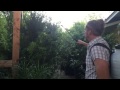 How to SUPERCHARGE Your Edible Fruit Trees - 