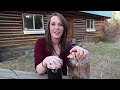 Nigerian Dwarf Goats and Cotton Bud Oil with Esther's Eden